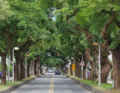 樹根生長|行道樹種植修剪大哉問：如何在街道「眷養」屬於森林。